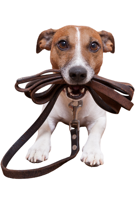 Dog Groomer Opening Times