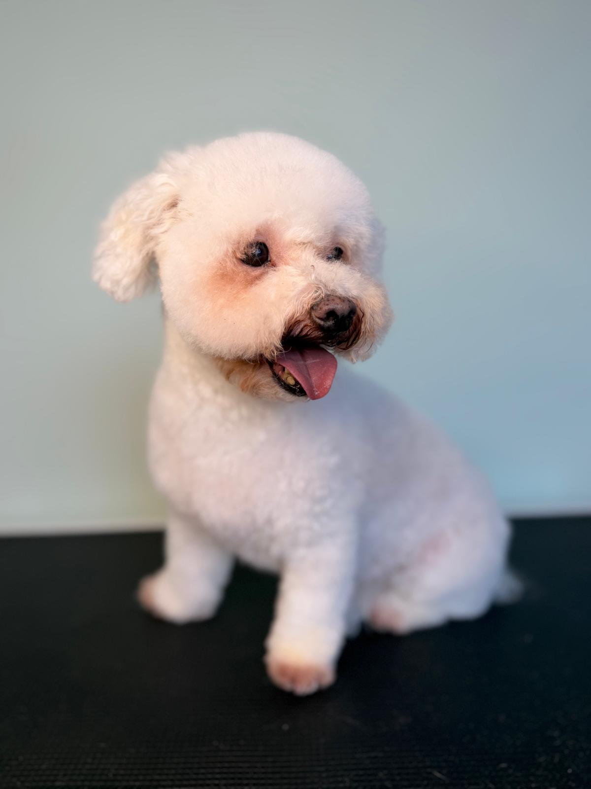 Dog After Grooming 1