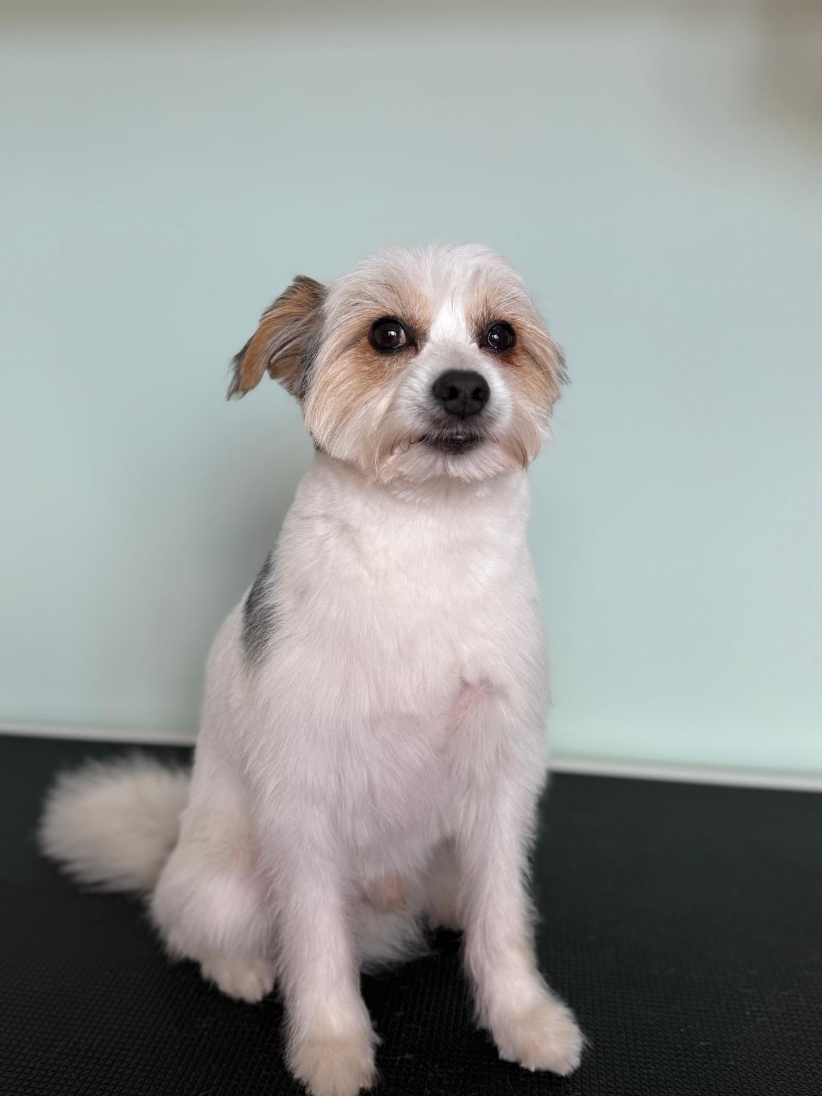 Dog After Grooming 3