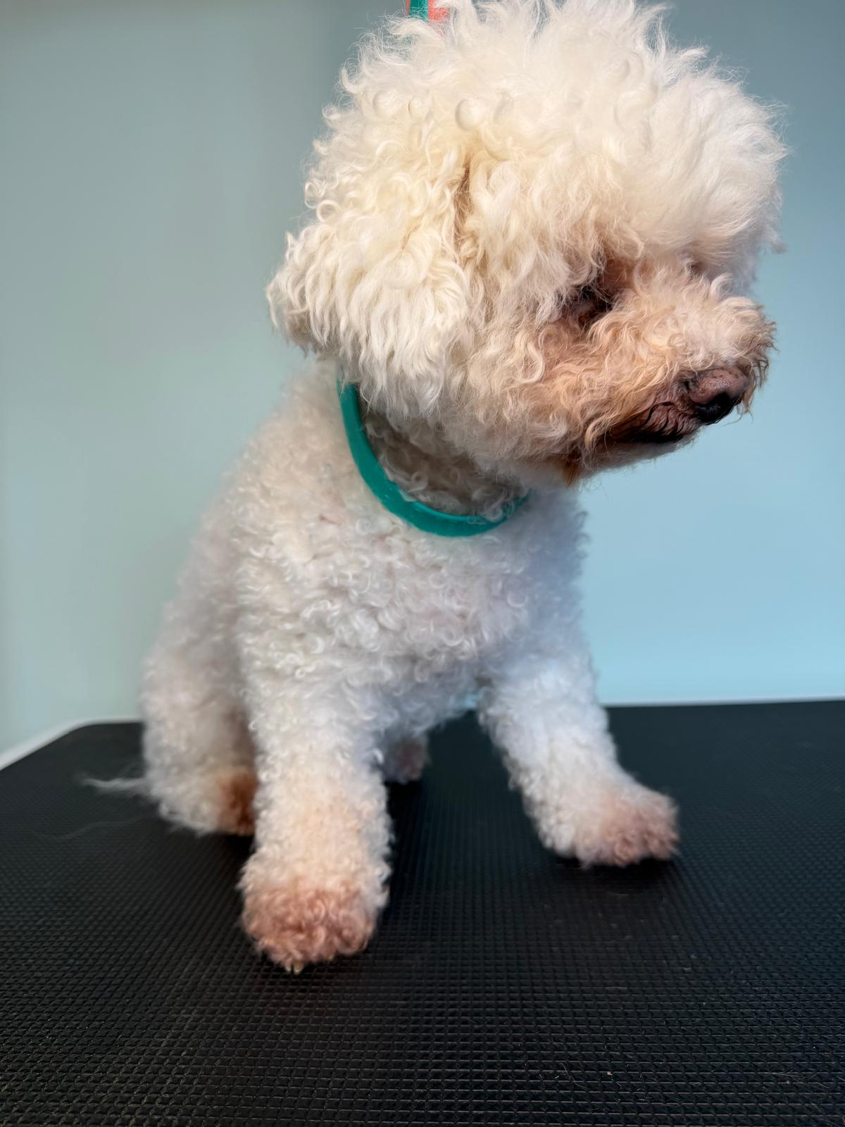 Dog Before Grooming 1