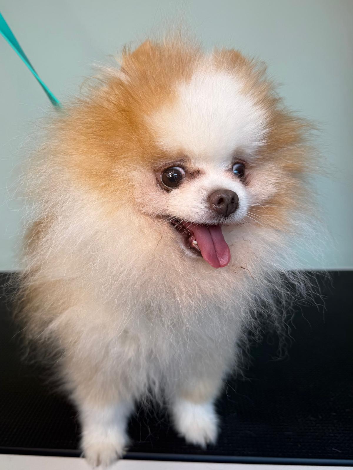 Dog Before Grooming 2