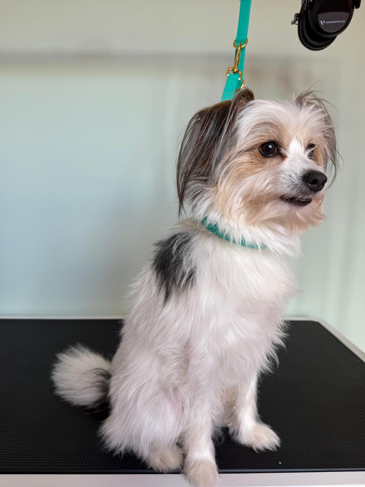 Dog Before Grooming 3